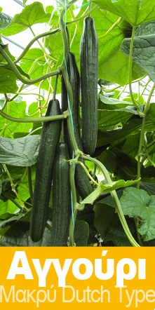 Αγγούρι - CARMEN F1 100 Σπόροι