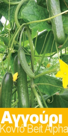 Αγγούρι - DENNIS F1 500 Σπόροι