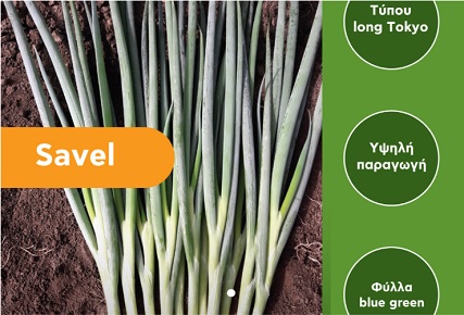 Κρεμμύδι Χλωρό -  SAVEL