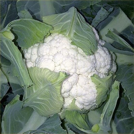 Κουνουπίδι - FERRARA F1