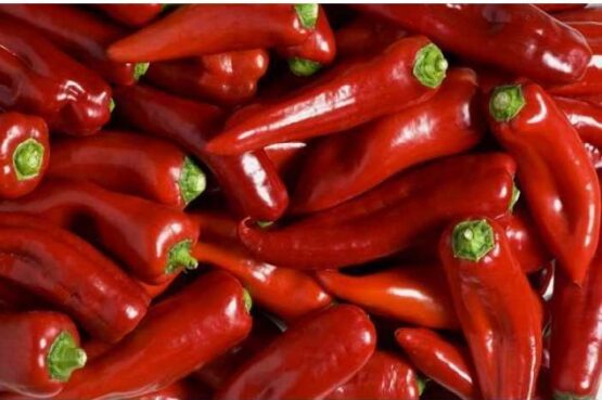 Πιπεριά - POTOMAC F1