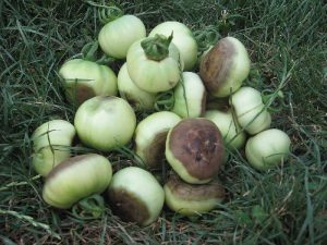 Πως καταπολεμώ την μαύρη "τάπα" στη ντομάτα και την πιπεριά