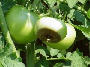 Πως καταπολεμώ την μαύρη "τάπα" στη ντομάτα και την πιπεριά