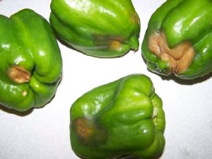 Πως καταπολεμώ την μαύρη "τάπα" στη ντομάτα και την πιπεριά