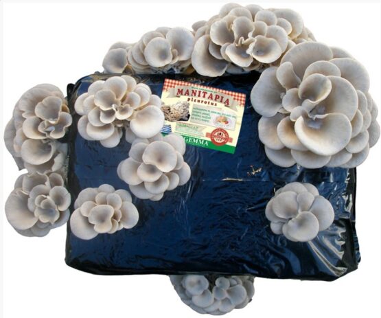 Μπλοκ καλλιέργειας μανιταριών Pleurotous Μικρό