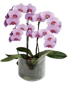 phalenopsis