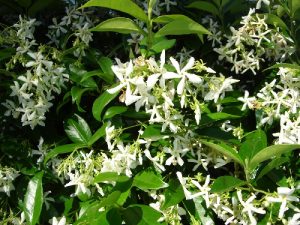 rixosperma
