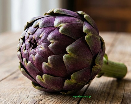 ΑΓΚΙΝΑΡΑ VIOLET DE PROVENCE (ποικιλία μωβ χρώματος)