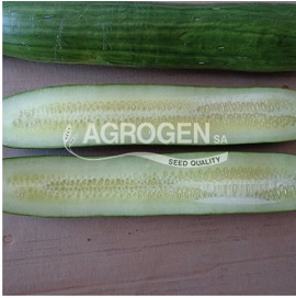 ΑΓΓΟΥΡΙ ΜΑΚΡΥ CHINESE SLANGEN