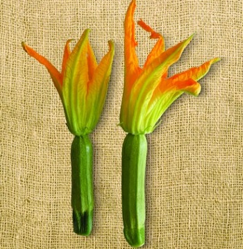 ΚΟΜΠΟΚΟΛΟΚΥΘΟ ΕΓΧΩΡΙΟ