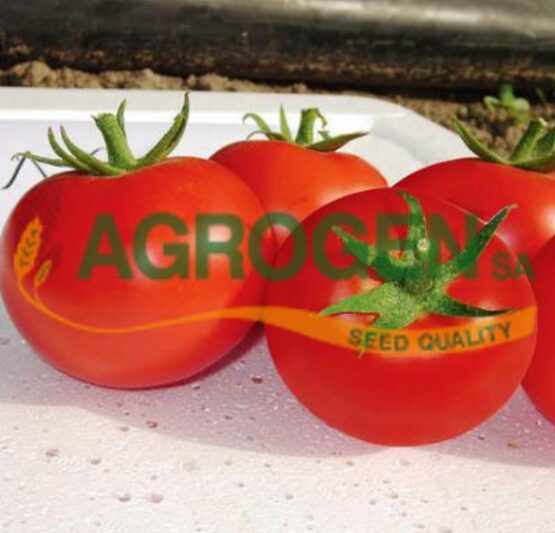 Σπόροι ΝΤΟΜΑΤΑ  ΥΒΡΙΔΙΟ ΑΥΤΟΚΛΑΔΕΥΟΜΕΝΗΣ ΤΟΜΑΤΑΣ DALLAS F1 