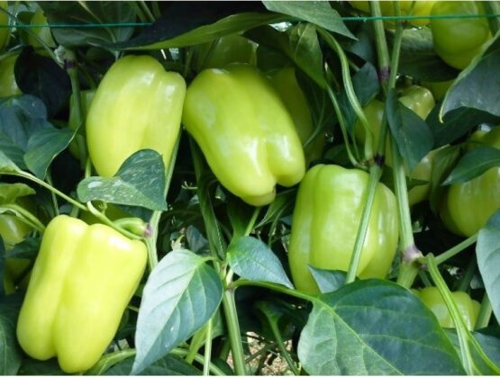 Σπόρος ΠΙΠΕΡΙΑ ΜΑΚΕΔΟΝΙΑΣ Π-14 