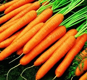 ΚΑΡΟΤΟ Nantes 2 (Clodia) 20gr.