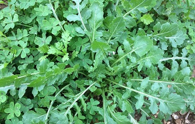 ΡΟΚΑ ΝΤΟΠΙΑ 25gr