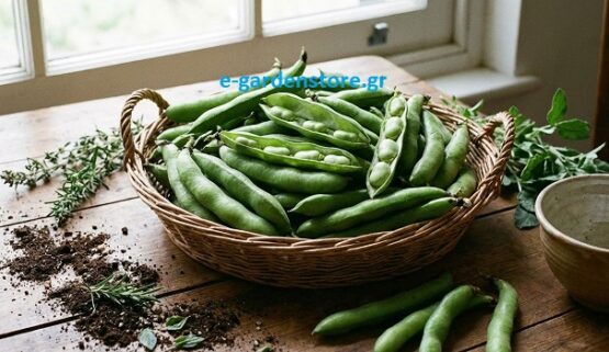 ΚΟΥΚΙΑ Super Aguadulce (Smeralda) 25gr.