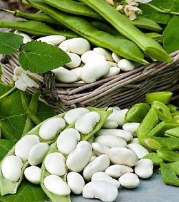 Σπόροι Φασόλια Αναρριχώμενα