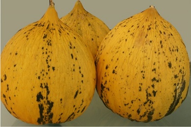 ΠΕΠΟΝΙ Θρακιώτικο 5gr.