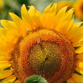 ΗΛΙΑΝΘΟΣ Infinity F1 100σπόρων.