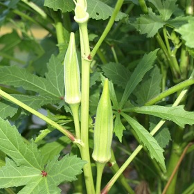 ΜΠΑΜΙΑ Πυλαίας 25gr