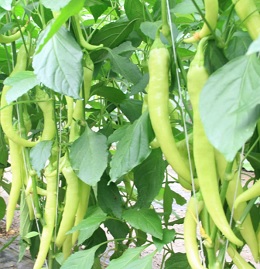 ΠΙΠΕΡΙΑ ΚΑΥΤΕΡΗ ΙΕΡΑΠΕΤΡΑΣ φάκελος 1g