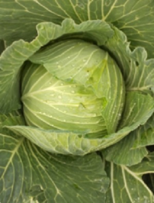 ΛΑΧΑΝΟ ΝΤΟΠΙΟ Kilkis 5gr.