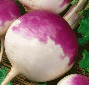 ΡΕΒΑ ΑΣΠΡΟΚΟΚΚΙΝΗ Purple Top  30gr