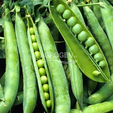 ΑΡΑΚΑΣ UTRILLO