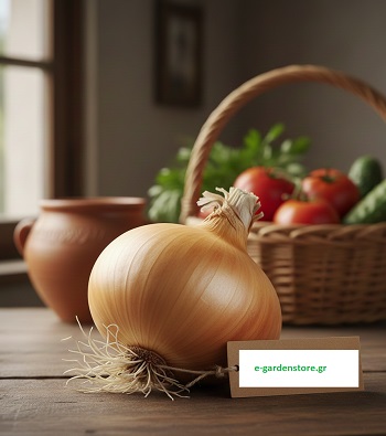 Σπόρος ΚΡΕΜΜΥΔΙ RANGER F1 (ΜΕΓΑΛΗΣ ΗΜΕΡΑΣ)