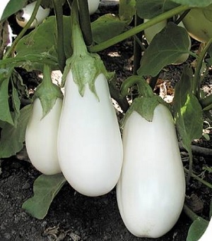 ΜΕΛΙΤΖΑΝΑ ΛΕΥΚΗ Clara F1 25 σπόρων