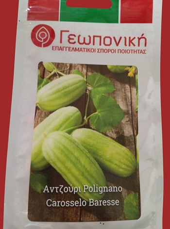 ΑΝΤΖΟΥΡΙ (Ξυλάγγουρο) Carosselo baresse (Polignano) Ανοιχτό Πράσινο