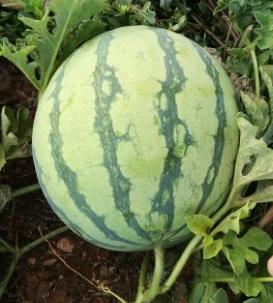 Σπόρος - ΚΑΡΠΟΥΖΙ MORO F1 