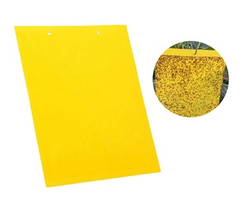 Εντομοπαγίδα κόλλας διπλής όψεως κίτρινη 10 τεμαχίων CRESMAN 20X25cm