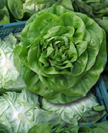 Μαρούλι - Raggioverde - Butterhead Type