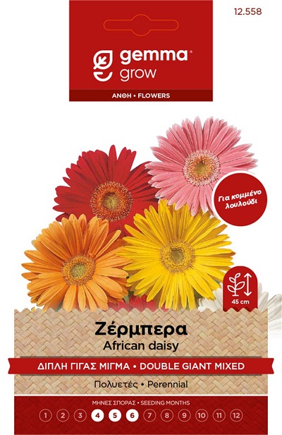 Ζέρμπερα Γίγας