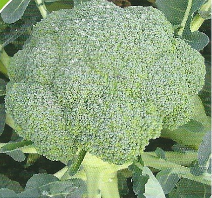 Μπρόκολο - STROMBOLI F1